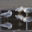Ring-billed Gull