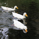 Pekin Ducks
