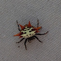 Spiny-backed orbweaver (female)