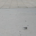 lavandera blanca (esp) White Wagtail (eng)