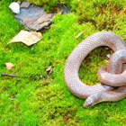 Eastern Smooth Earthsnake