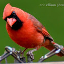 Northern Cardinal