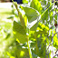 Snow Pea