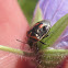 Twice-Stabbed Stinkbug