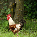 Cock