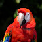 guacamaya roja