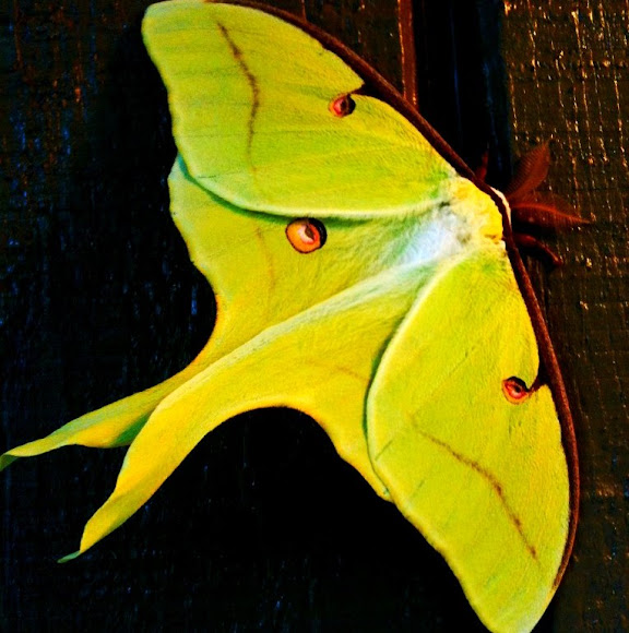 Spotting Image 1