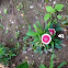 Dianthus