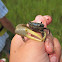 Marsh Fidler Crab