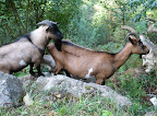 Mountain Goats