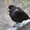 Darwinian finch