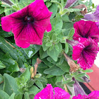 Pink Petunia