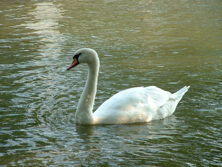 Fotos Gratis Animales - Cisne 
