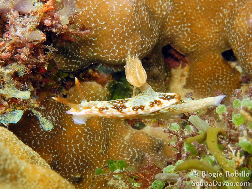 Hypselodoris reidi