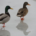 Mallard