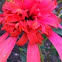 Echinacea 