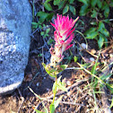 Lemmon's Indian Paintbrush