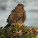Falkland Thrush