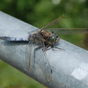 Scarce Chaser 