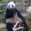 panda (Ailuropoda melanoleuca)