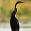 African Darter