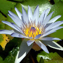 Flor de Loto