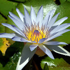 Flor de Loto