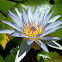 Flor de Loto