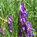 Vetch, possible bird vetch