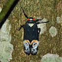 Lantern bug