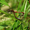 Ruddy Darter, Szablak krwisty