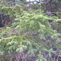 white spruce