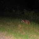 Common raccoon
