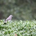Tufted Titmouse
