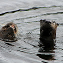 Otter