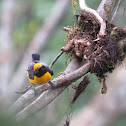 Orange-bellied Euphonia