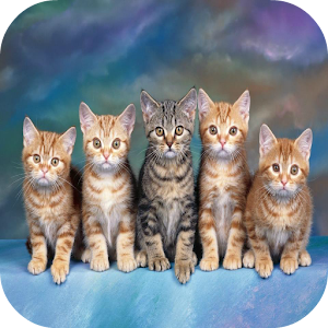 Kittens Wallpapers.apk 1.0