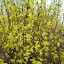 Forsythia