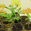 Tomato 'Green Zebra'