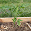Tomato 'Brandywine Pink'