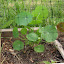 Nasturtium 'Gleam Mix'