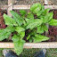 Spinach