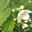 Mock Orange