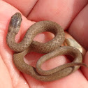 Brown Snake