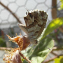 Geranium Bronze