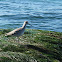 Willet