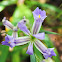 Southern Blue Flag Iris