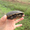 Yellow Mud Turtle