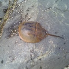 Horseshoe Crab