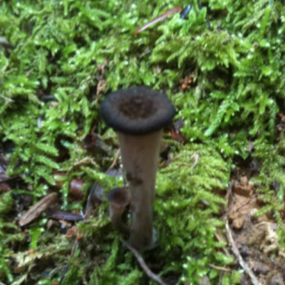 Spotting Image 1